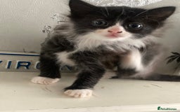 Mixed Breed cats for sale: Tabby and grey kittens  - Image 9