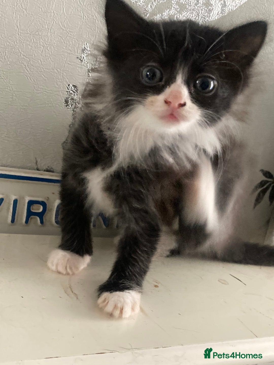 Mixed Breed cats for sale: Tabby and grey kittens  - Image 9