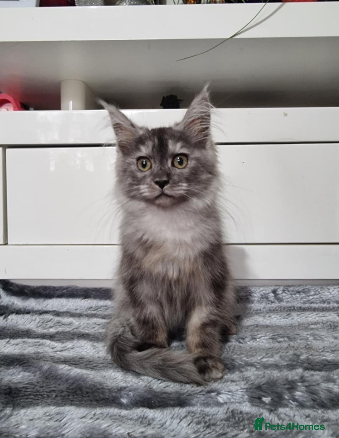 Maine Coon cats Beautiful Maine Coon Kittens - Advert 13