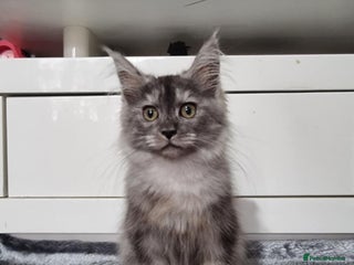 Maine Coon cats Beautiful Maine Coon Kittens - Advert 13