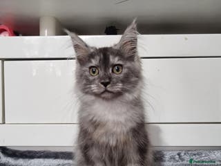 Maine Coon cats Beautiful Maine Coon Kittens - Advert 18