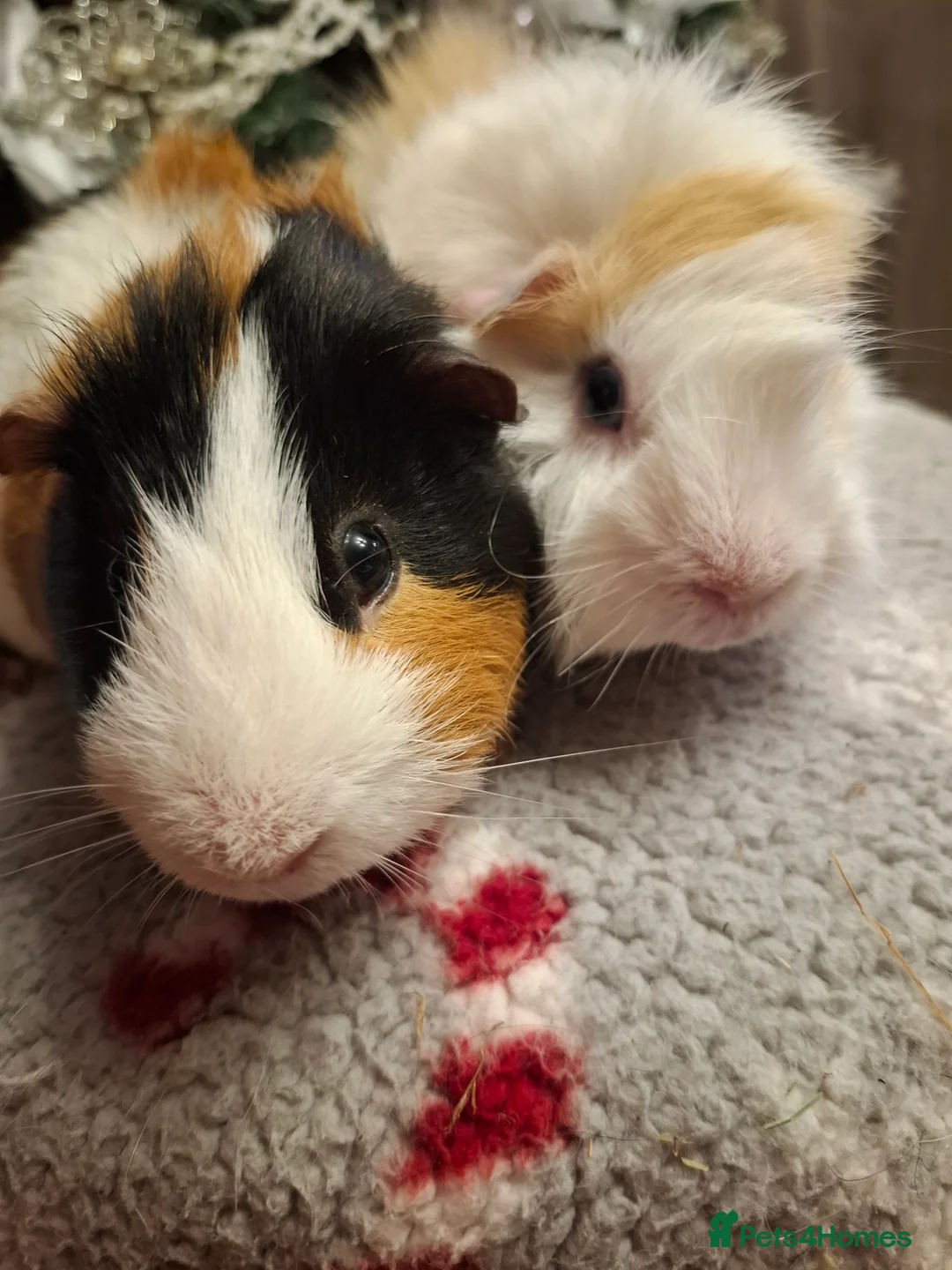 Guinea Pig rodents for sale: Baby Guinea pigs Boys & Girls - Advert 7
