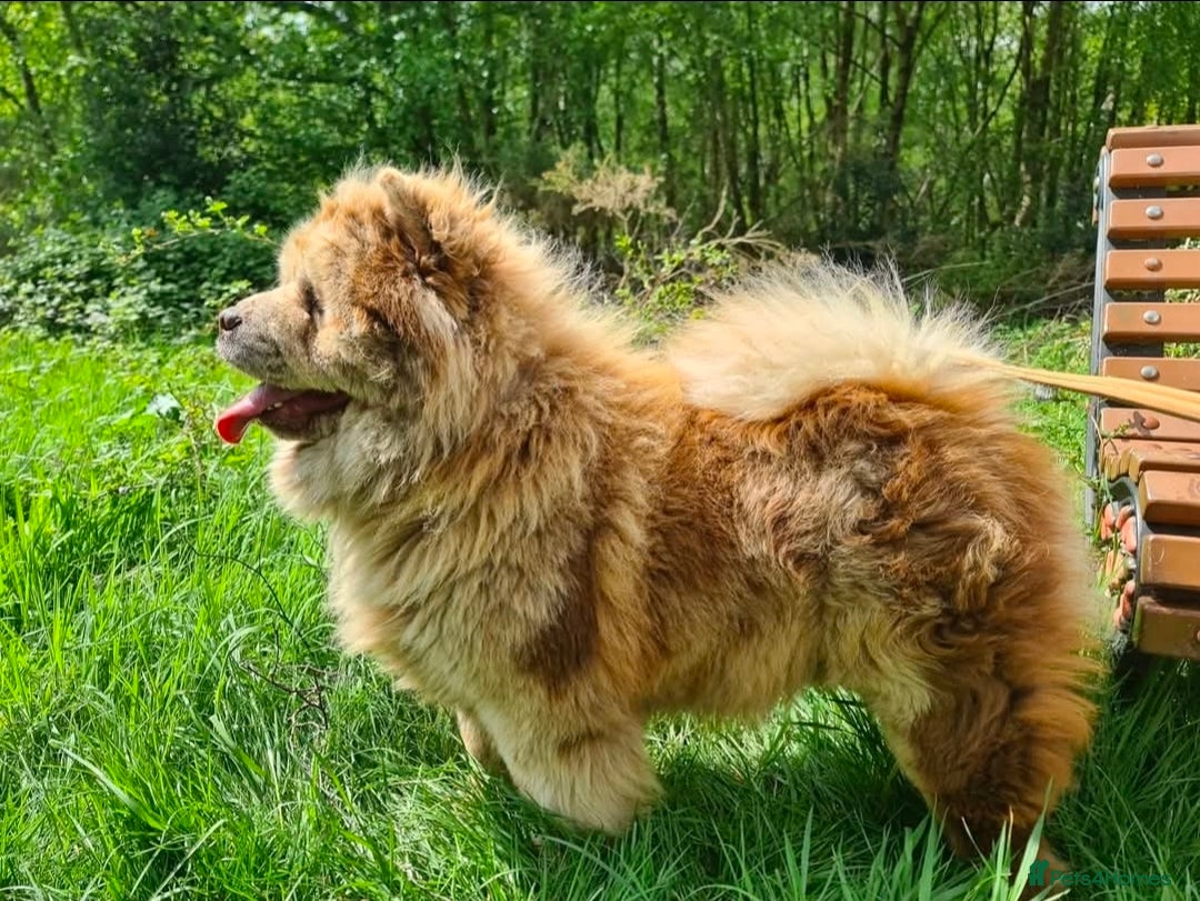 Chow Chow dogs for sale: For sale adult chow chows  - Advert 4