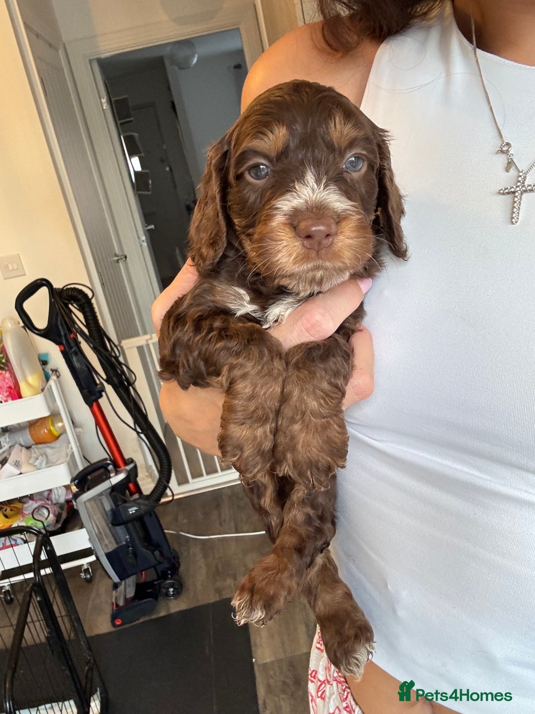 Cockapoo dogs for sale: Merle, Tri& Chocolate f2 Cockapoos (8boys 3girls!) - Image 13
