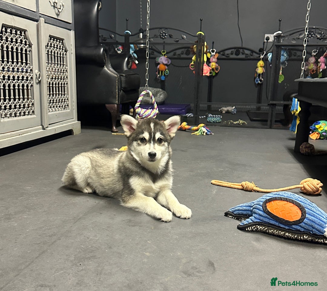 Pomsky dogs for sale: Stunning perfect husky markings f3 Pomsky puppies - Advert 10