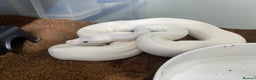 Python Snake reptiles for sale: Royal Python Collection x9 Female x1 male - Advert 4
