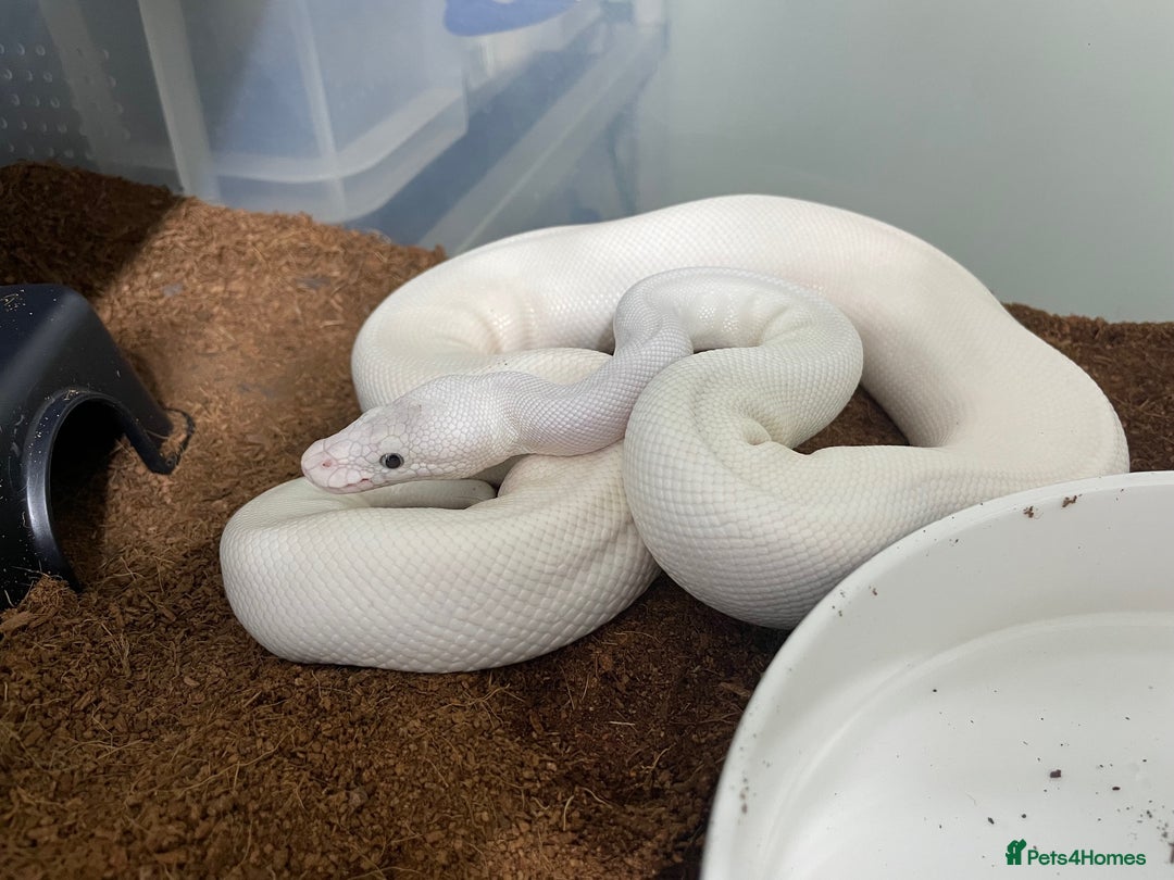 Python Snake reptiles for sale: Royal Python Collection x9 Female x1 male - Advert 4