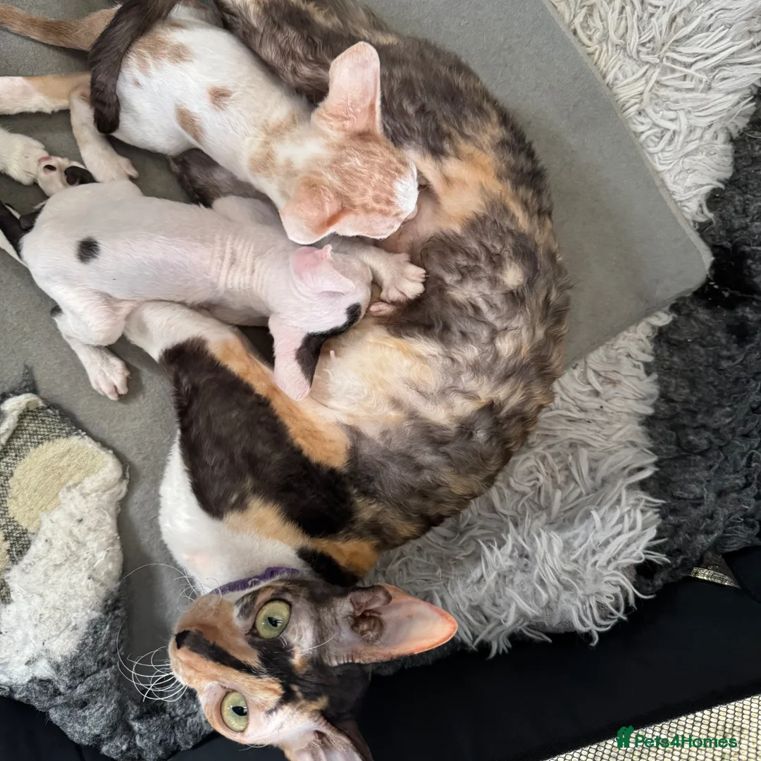 Cornish Rex cats for sale: Beautiful kittens  - Advert 1
