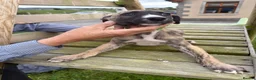 Mixed Breed dogs for sale: Lurcher pups for sale  - Advert 9