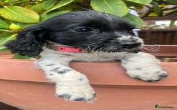Cocker Spaniel dogs for sale: Working cocker spaniels  - Image 17