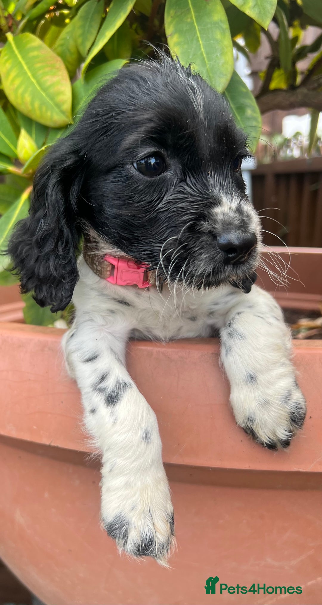 Cocker Spaniel dogs for sale: Working cocker spaniels  - Image 17