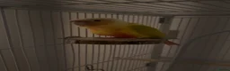Conures birds for sale: Suncheek Conure Female - Advert 6