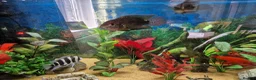 Cichlids fish for sale: Cichlids for sales - Advert 7