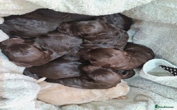 Cockapoo dogs for sale:  Chocolate F1 Cockapoos DNA Tested  - Advert 3