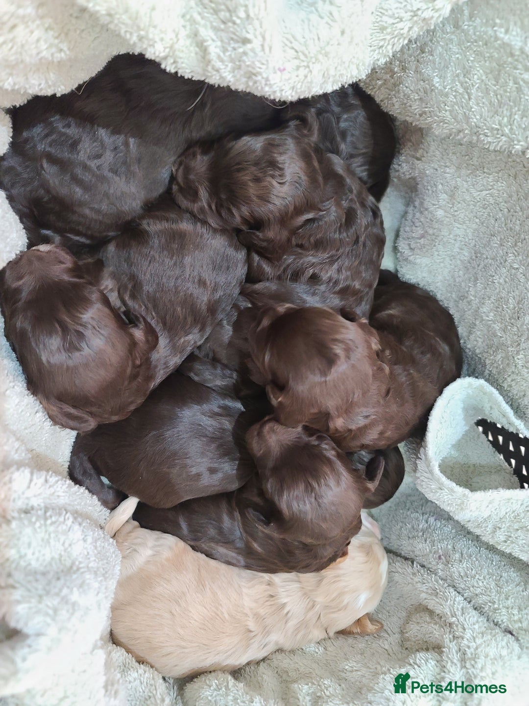 Cockapoo dogs for sale:  Chocolate F1 Cockapoos DNA Tested  - Advert 3