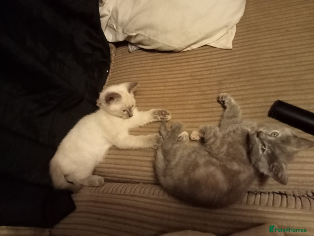 Mixed Breed cats for sale: Kitties  - Image 4