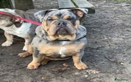 English Bulldog dogs for stud: 💥MARLO BLUE MERLE ENGLISH BULLDOG STUD💥 in Liverpool - Image 4
