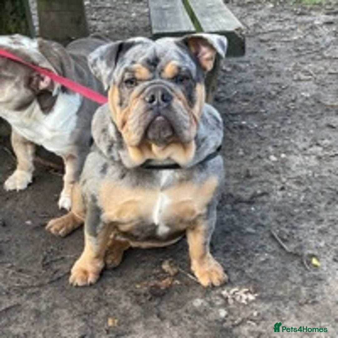 English Bulldog dogs for stud: 💥MARLO BLUE MERLE ENGLISH BULLDOG STUD💥 in Liverpool - Image 4