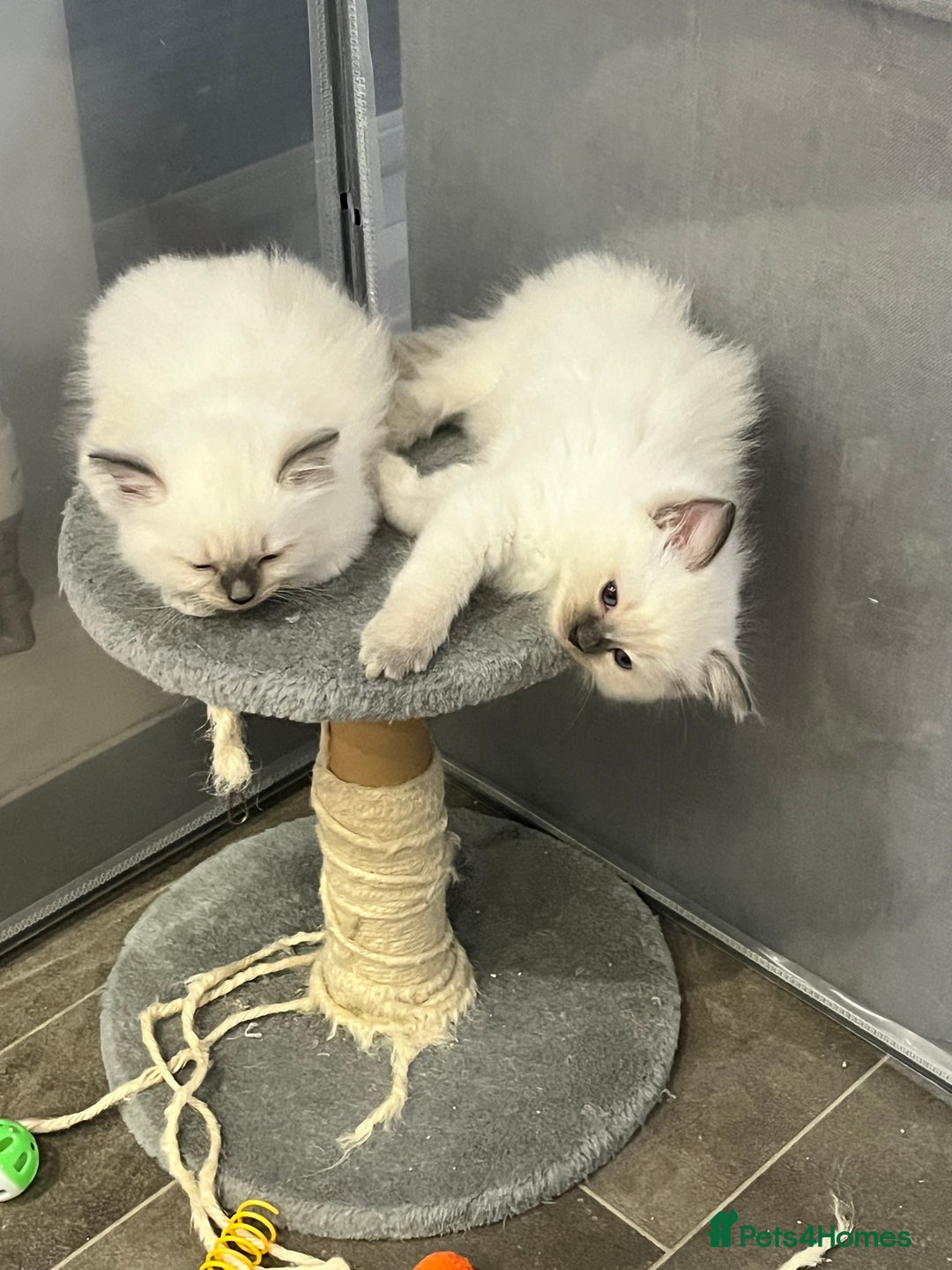 Ragdoll cats for sale: Stunning Ragdoll Kittens - Vax and chipped  - Image 2