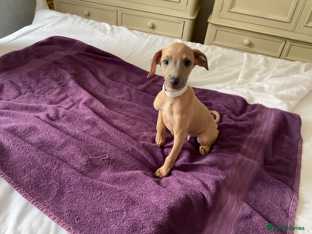 Italian Greyhound dogs for sale:  Beautiful Italian greyhound puppies  - Image 31