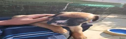 Boxer dogs for sale: Bobtail K C reg - Advert 25