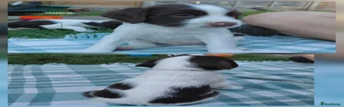 English Springer Spaniel 4