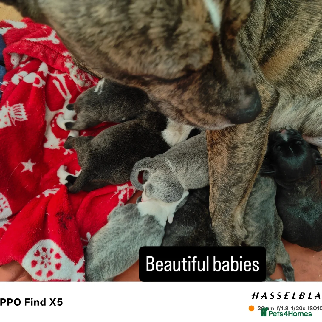 Staffordshire Bull Terrier dogs for sale: 1 female Staffordshire bull terrier puppy - Advert 1