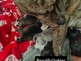 Staffordshire Bull Terrier dogs 1 female Staffordshire bull terrier puppy - Advert 13