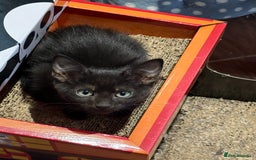 Mixed Breed cats for sale: 14 week old kittens for sale  - Image 3