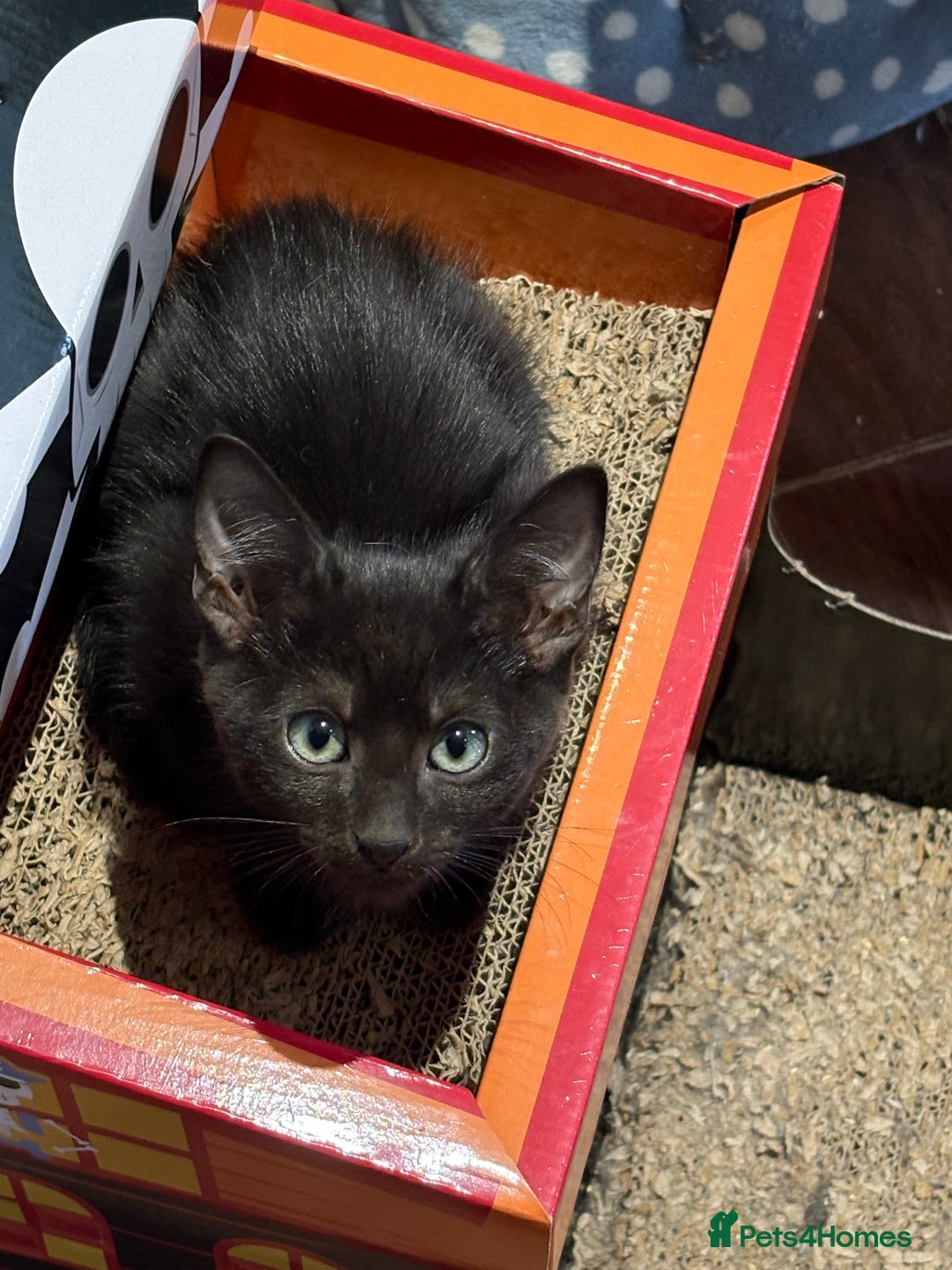 Mixed Breed cats for sale: 14 week old kittens for sale  - Image 3