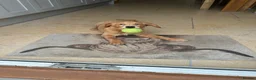 Golden Retriever dogs for sale: Quality KC Registered Golden Retriever Puppies - Advert 37