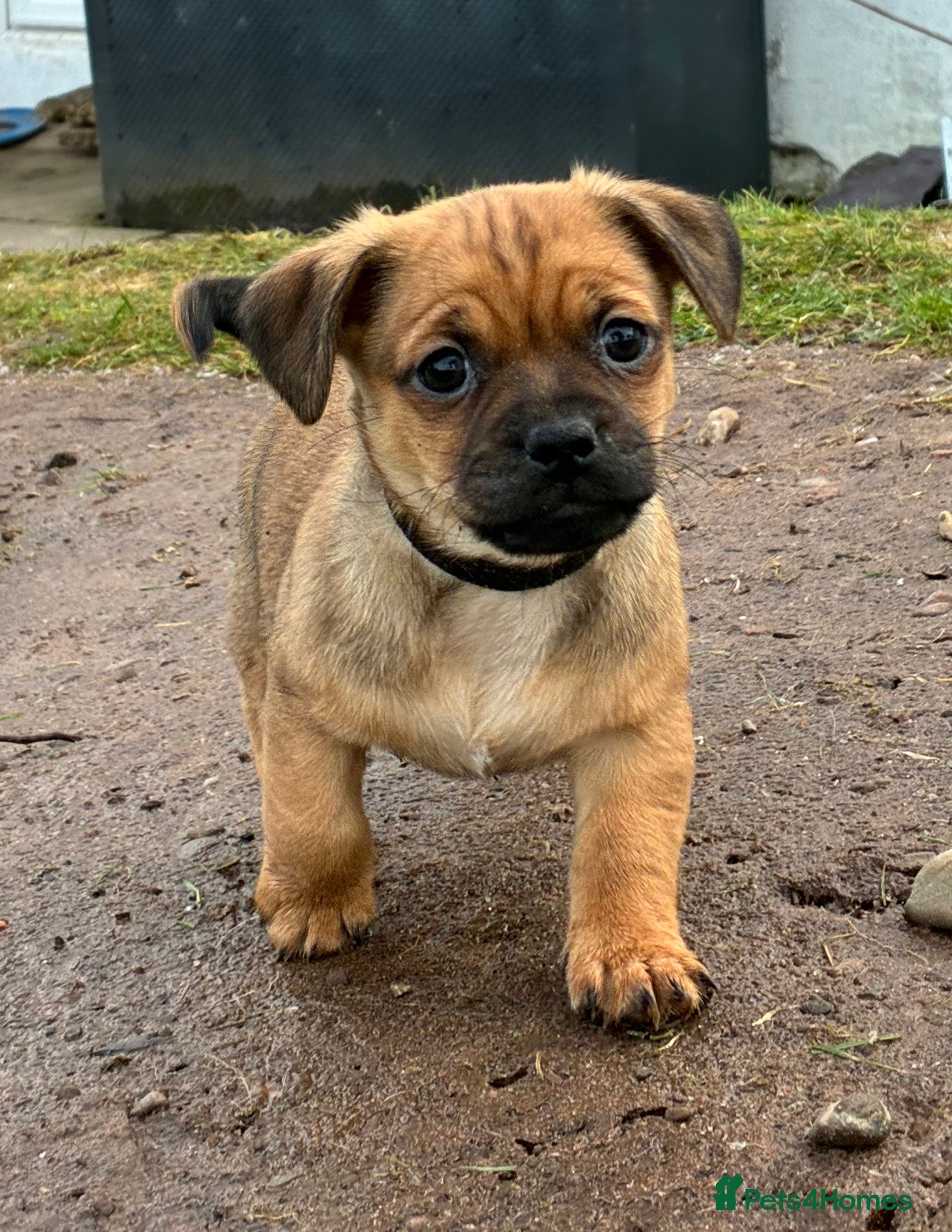 Jug dogs Our boy Jug Puppy is looking for his new home - Advert 2