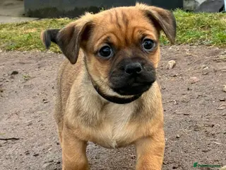 Jug dogs Our boy Jug Puppy is looking for his new home - Advert 5