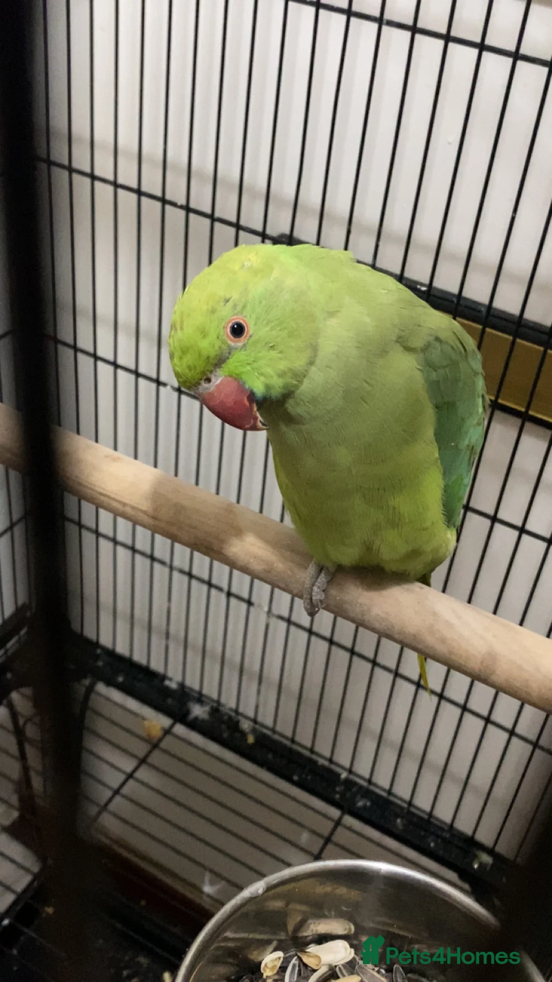 Ringnecks birds for sale: Indian Ringnecks  - Advert 2