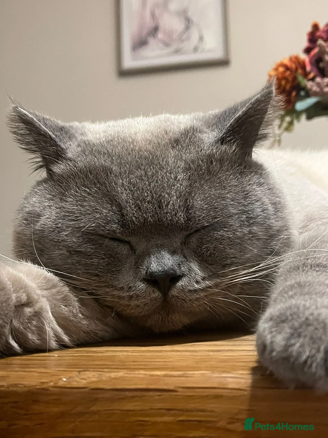 British Shorthair cats for sale: 2 year old British short haired cat - Advert 1