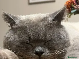 British Shorthair cats 2 year old British short haired cat - Advert 1