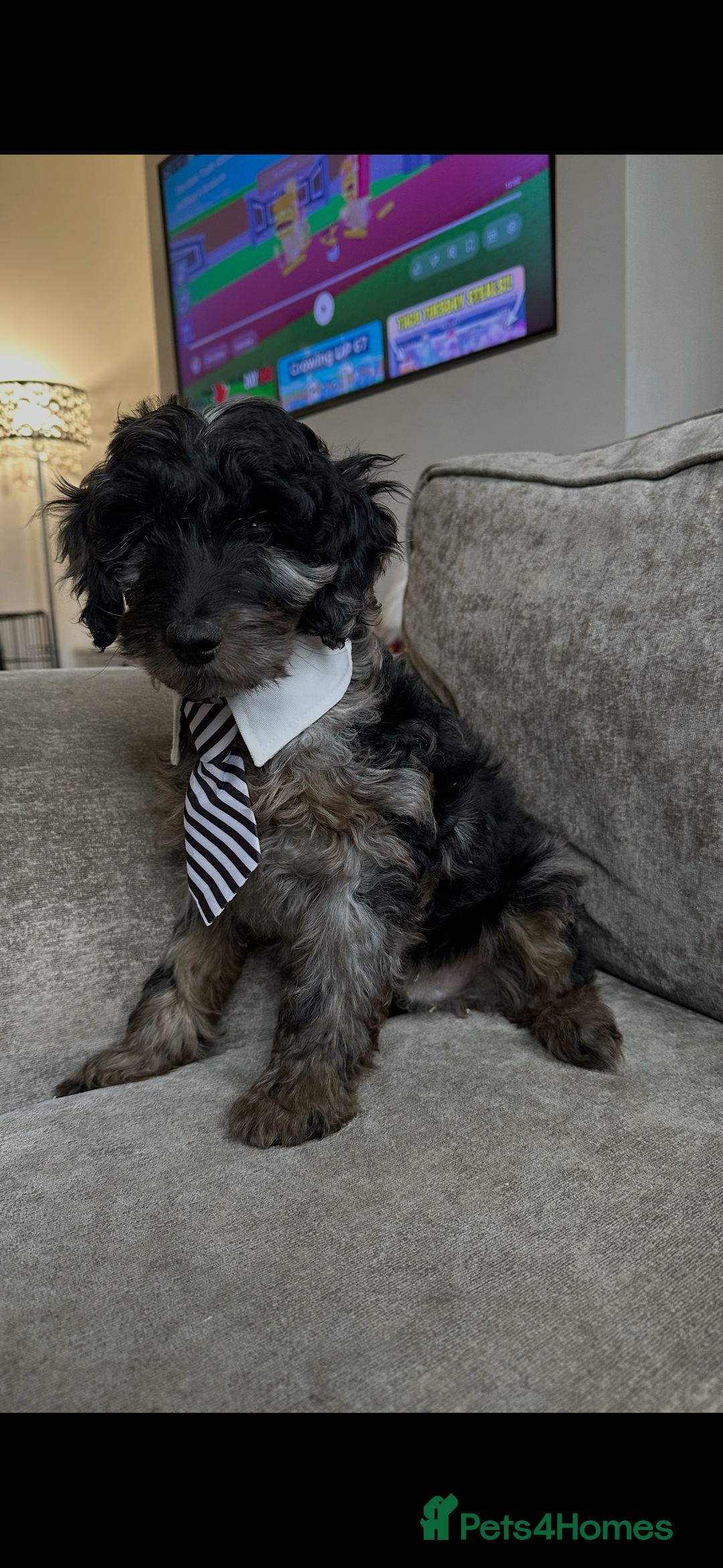 Cockapoo dogs for sale: Outstanding Cockapoos’s  - Advert 21