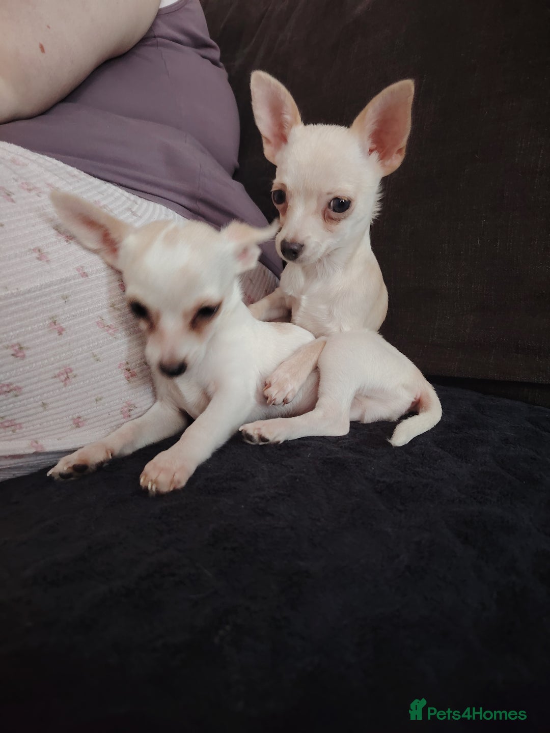 Chihuahua dogs for sale: Deer head chihuahua  - Advert 21