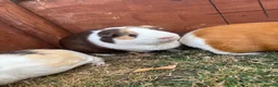 Guinea Pig rodents for sale: Guinea Pigs x4 (female) in Haverhill - Advert 5
