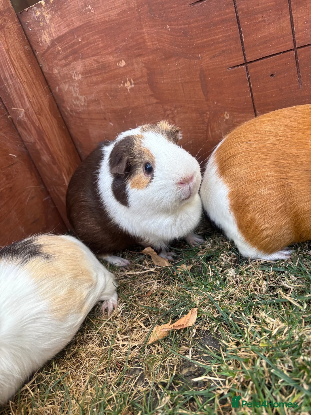 Guinea Pig rodents for sale: Guinea Pigs x4 (female) in Haverhill - Advert 5