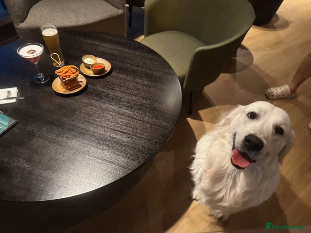 Golden Retriever dogs - Advert 2