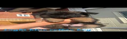 German Shepherd dogs for sale: German Shepherd Puppy’s in Barnsley - Advert 6