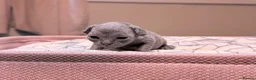 Devon Rex cats for sale: Beautiful blue boy!!!!! - Advert 11