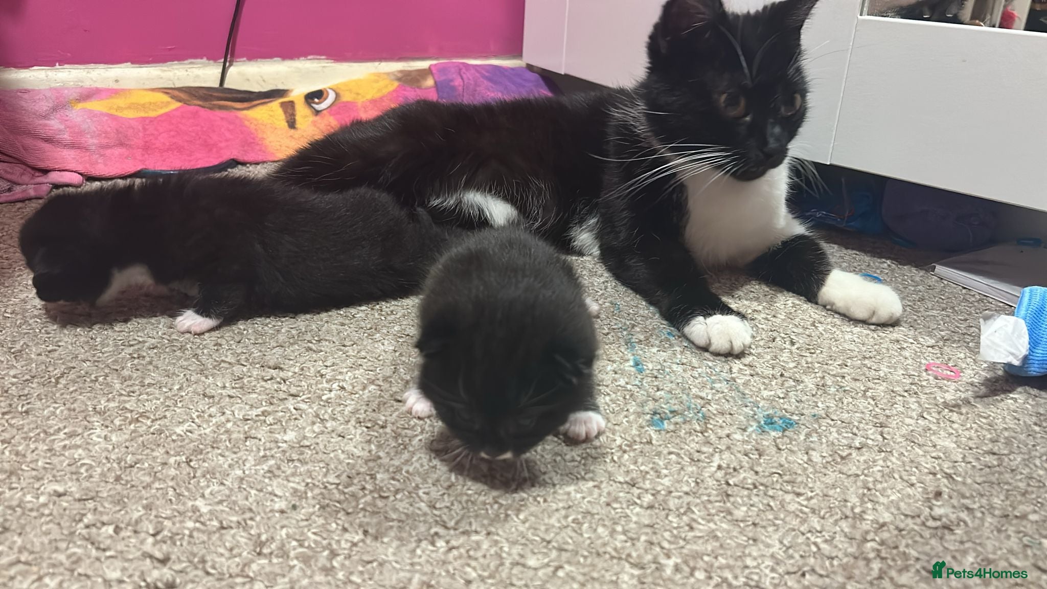 Mixed Breed cats 2x black and white male kittens  - Advert 1