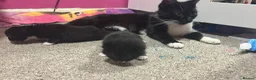 Mixed Breed cats for sale: 2x black and white male kittens  in Kettering - Advert 1