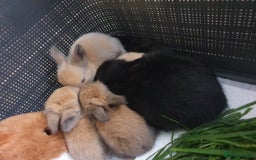 Lionhead rabbits for sale: Baby bunny's mixed lionhead /northern dwaf - Image 20