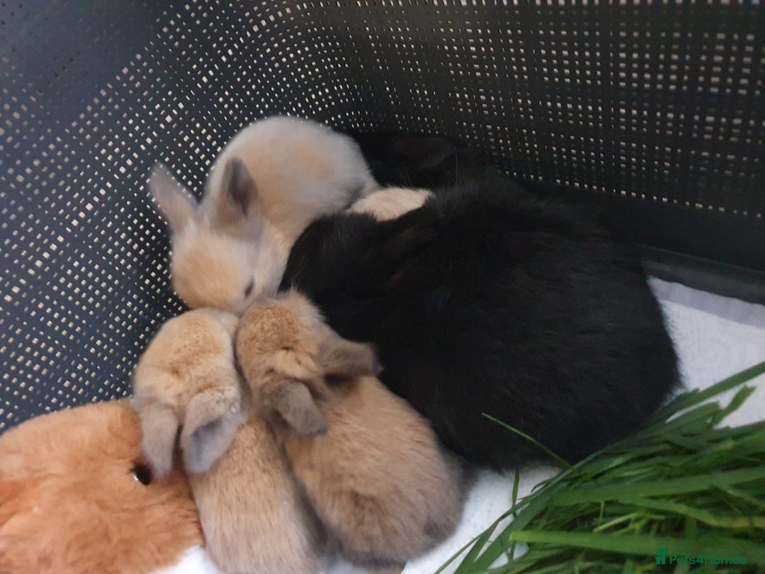 Lionhead rabbits for sale: Baby bunny's mixed lionhead /northern dwaf - Image 20