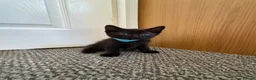 Mixed Breed cats for sale: 4Beautiful kittens looking for their forever home  - Advert 11
