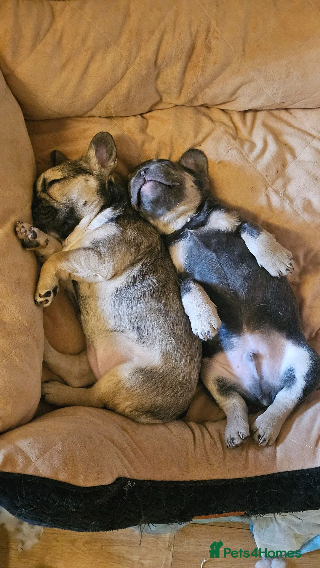 French Bulldog dogs for sale: Beautiful frenchies ready now - Advert 1