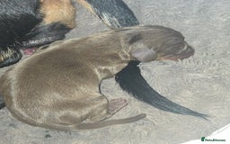 Miniature Dachshund dogs for sale: Miniature dacshund pups for sale - Image 2
